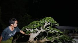 Adi Purnomo melihat salah satu bonsai yang selama dirawat (Foto: dokumen pribadi) 