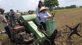 Wakil Bupati Sumenep Panen Raya Padi di Pulau Sapangkur, Kecamatan Sapeken, Kamis 16/4/2025 (Foto: Ist/nolesa.com) 
