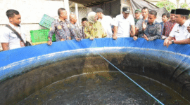 Budidaya lele probiotik hasil inovasi UTM di Arosbaya, Bangkalan (dok.ist) 