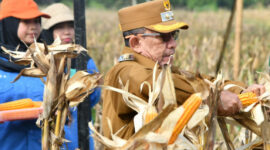 Wakil Bupati Sumenep, KH. Imam Hasyim memetik jagung hibrida saat panen raya di Desa Ellak Daya, Lenteng, Selasa, 27/5/2025 (dok.ist) 