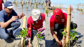 KOICA KOSA bersama Pemerintah Kabupaten Sumenep, Madura, Jawa Timur menggelar aksi bakti sosial penanaman 10.000 bibit mangrove di kawasan pesisir Dermaga Cangkarman, Desa Aengbaja Kenek, Kecamatan Bluto, Sabtu, 30/8/2025 (foto: IST) 