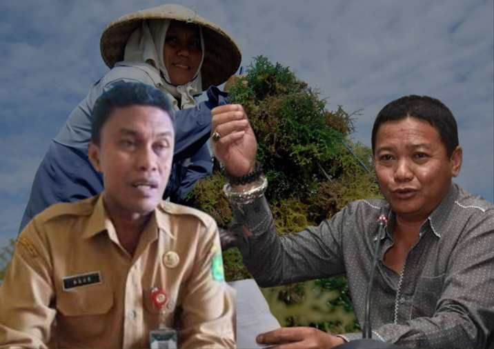 Diskan Sumenep Lunglai, Petani Rumput Laut Terbengkalai (foto: ist) 