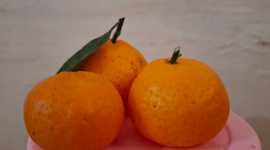 Jeruk santang atau jeruk mandarin kecil (Foto: NOLESA.COM)