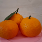 Jeruk santang atau jeruk mandarin kecil (Foto: NOLESA.COM)