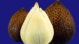 10 manfaat buah salak untuk kesehatan tubuh (Foto: Ist)