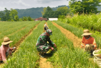 Babinsa Koramil 0827/13 Rubaru Sertu Hainur Rahman dampingi petani bawang merah di Desa Mandala (Foto: Ist)