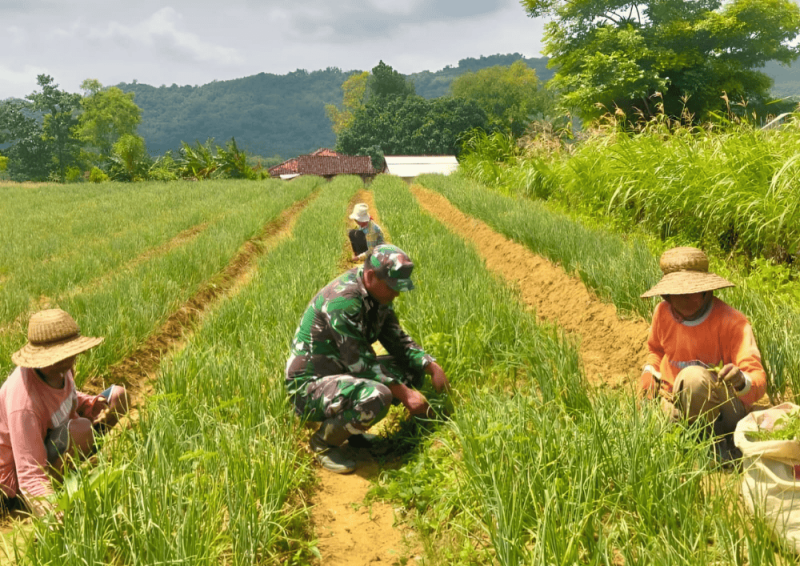 Babinsa Koramil 0827/13 Rubaru Sertu Hainur Rahman dampingi petani bawang merah di Desa Mandala (Foto: Ist)