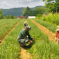 Babinsa Koramil 0827/13 Rubaru Sertu Hainur Rahman dampingi petani bawang merah di Desa Mandala (Foto: Ist)
