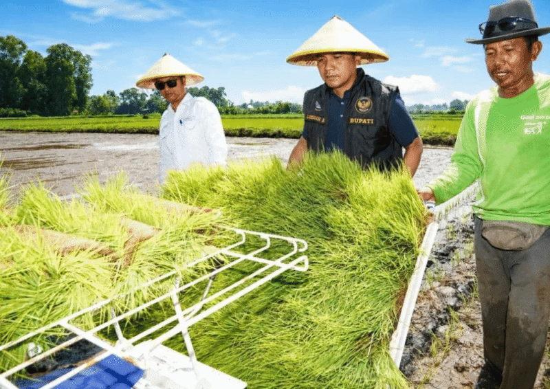 Bupati Bangkalan Lukman Hakim turun langsung meninjau proses penanaman padi di Dusun Kencat, Kelurahan Bancaran (Foto: Istimewa)