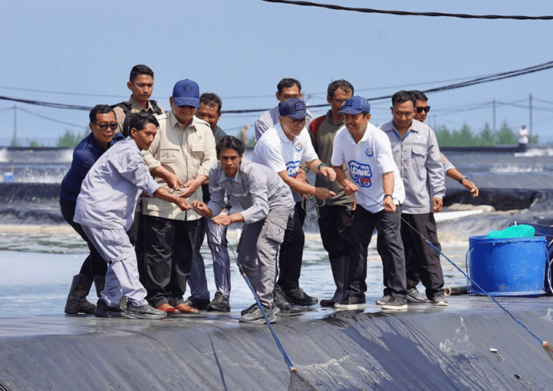 Presiden Prabowo terlibat langsung bersama para pekerja lokal di tengah tambak udang vannamei (Foto: Istimewa)