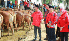 Said Abdullah Kembali Salurkan Hewan Kurban, Khusus Madura Sebanyak 298 Ekor Sapi