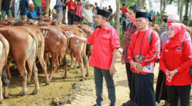 Ketua DPC PDIP Sumenep, Dr. H. Achmad Fauzi Wongsojudo menyerahkan sapi kurban Said Abdullah kepada penerima (Foto: Istimewa)