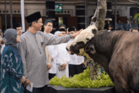 Menkeu Purbaya secara simbolis menyerahkan sapi kurbannya kepada panitia kurban Masjid Salahuddin DJP (Foto: Istimewa)