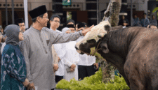 Menkeu Purbaya secara simbolis menyerahkan sapi kurbannya kepada panitia kurban Masjid Salahuddin DJP (Foto: Istimewa)