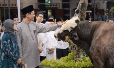 Bobot Sapi Kurban Menkeu Purbaya Capai 868 Kilogram