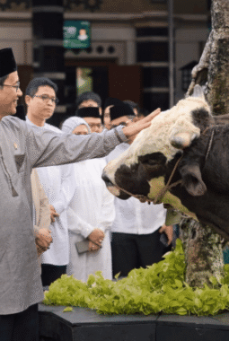 Bobot Sapi Kurban Menkeu Purbaya Capai 868 Kilogram