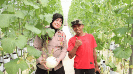 Kabag SDM Polres Sumenep, Kompol Widiarti S. mengunjungi panen melon di Desa Kasengan (Foto: Istimewa)